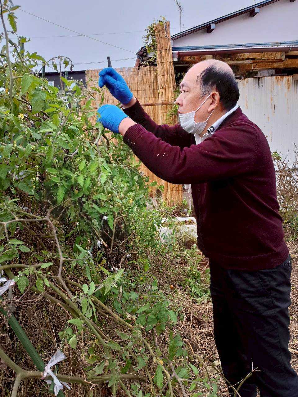 11月4日～の園芸・調理の現場